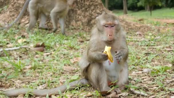 Free Stock Videos of Monkeys, Stock Footage in 4K and Full HD