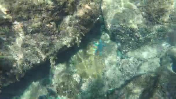 Su altında yüzen balıklar  - Video, Çekim