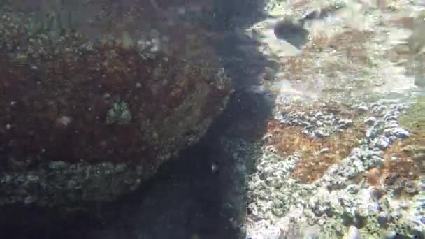 Peixes nadando debaixo d 'água  - Filmagem, Vídeo