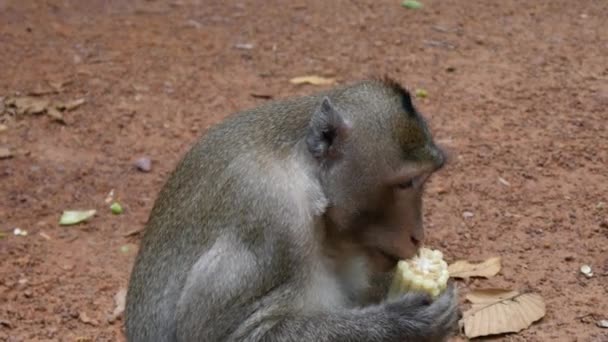Monkey eating corn - Footage, Video