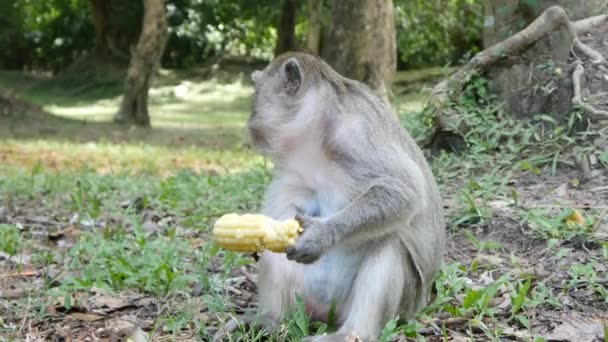 мавпи їдять кукурудзу
 - Кадри, відео