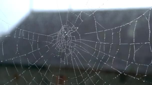 spinnenweb met waterdruppels - Video