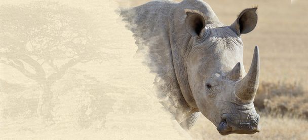 Rhino on textured paper - Photo, Image
