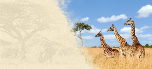 Žirafa na tvarovaných papíru - Fotografie, Obrázek