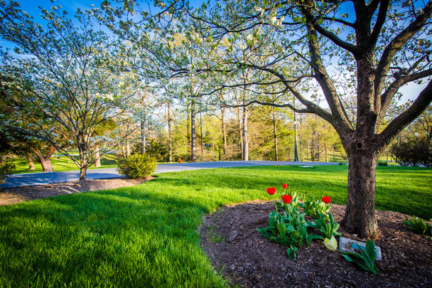 Gardens and trees at Notre Dame of Maryland University, in Balti - 写真・画像
