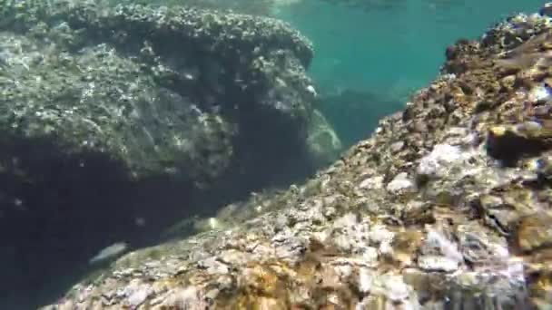 Poissons nageant sous l'eau  - Séquence, vidéo