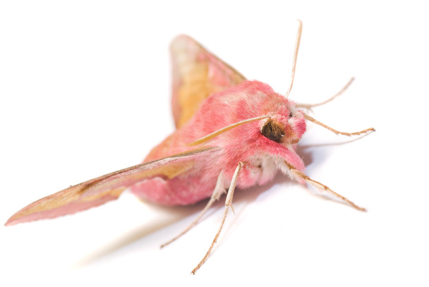 Primrose moth
 - Фото, изображение