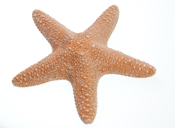 Ізольована Морська зірка
 - Фото, зображення