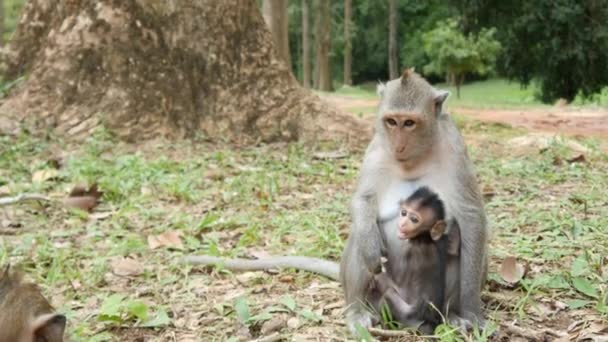Affe isst Banane - Filmmaterial, Video