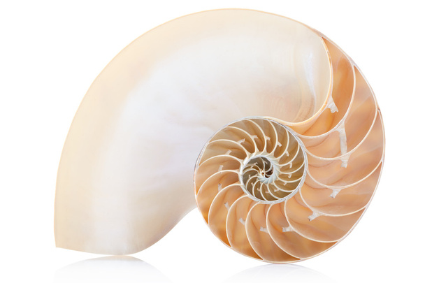Nautilus shell section, perfect Fibonacci pattern isolated on white - Fotoğraf, Görsel