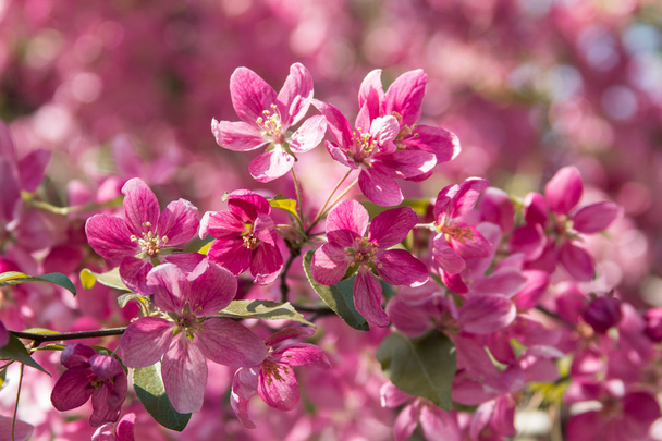 Apple tree blossom flowers - Foto, Bild