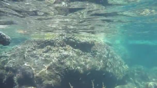 Vissen die onder water zwemmen  - Video