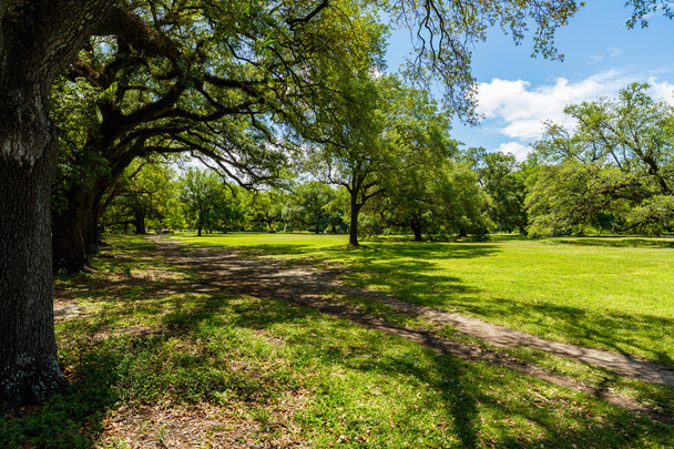 Audubon Park New Orleans - Fotoğraf, Görsel