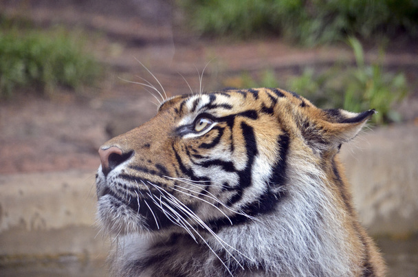 tijger close-up - Foto, afbeelding