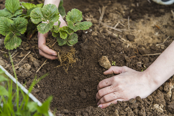 Gardener hands planting strawberry - Foto, imagen