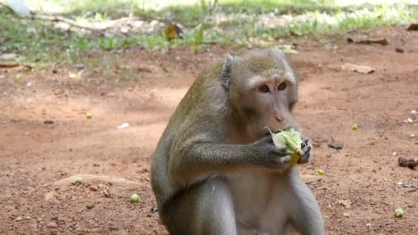 葉を食べる猿 - 映像、動画
