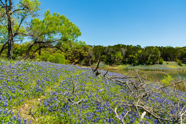 Beautiful Texas Bluebonnets - Foto, Imagem