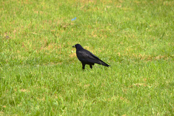 Corvus bird in green grass - Photo, Image