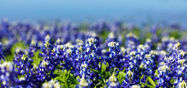 Beautiful Texas Bluebonnets - Photo, Image