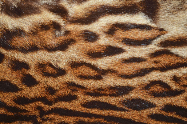 Tessitura di pelliccia di leopardo
 - Foto, immagini