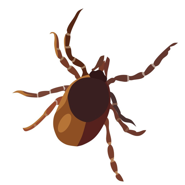 Клещ насекомого, значок
 - Вектор,изображение