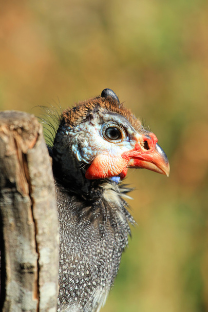 Tête de pintade (poule perlière)
 - Photo, image