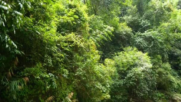 gyönyörű dzsungel fák  - Felvétel, videó