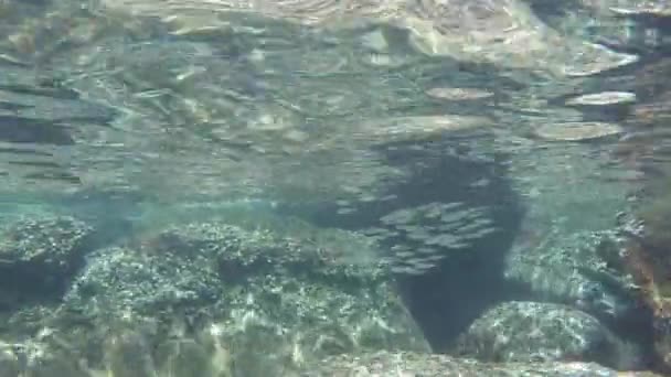 Pesci che nuotano sott'acqua  - Filmati, video
