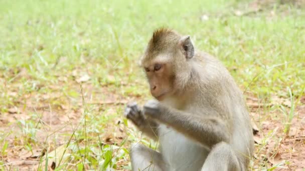Macaco comendo grama
 - Filmagem, Vídeo