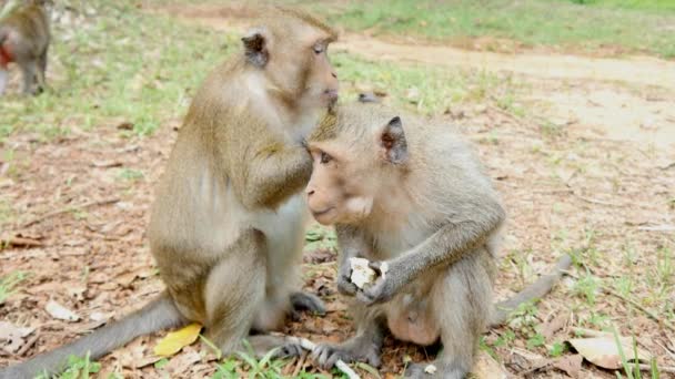 majom banánt eszik - Felvétel, videó