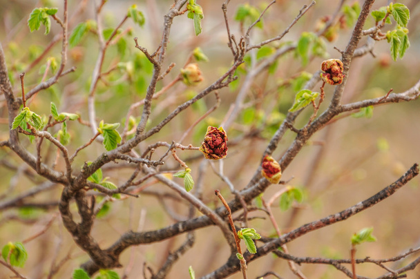 Pobočka jarní květy s květy růžovými cranesbill (pelargonium, pelargónie). - Fotografie, Obrázek