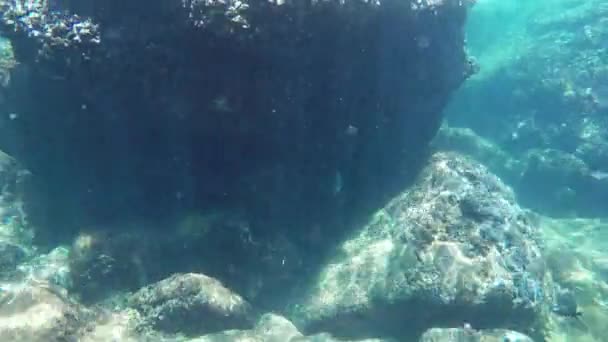 Poissons nageant sous l'eau  - Séquence, vidéo