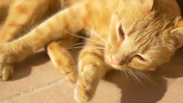macska nyalás és a tisztítás önmagában - Felvétel, videó