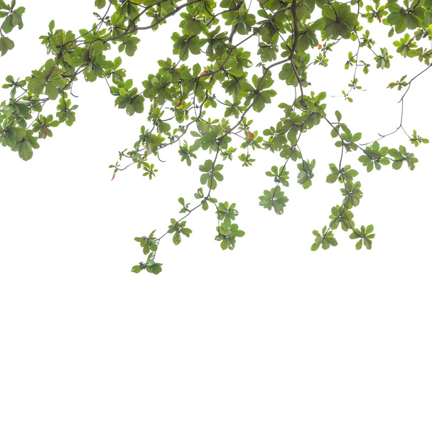 листья на белом фоне - Фото, изображение