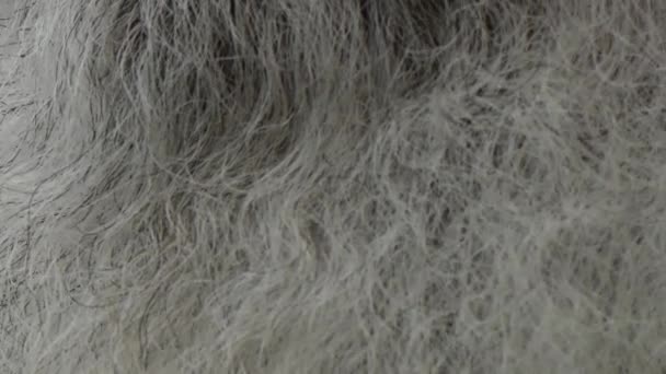 Barba grigia sfondo texture primo piano
 - Filmati, video