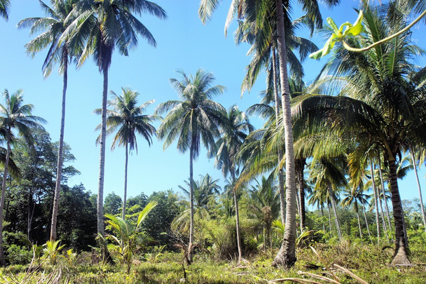 Tropical landscape . Farm of coconut trees . Philippines. - Photo, Image