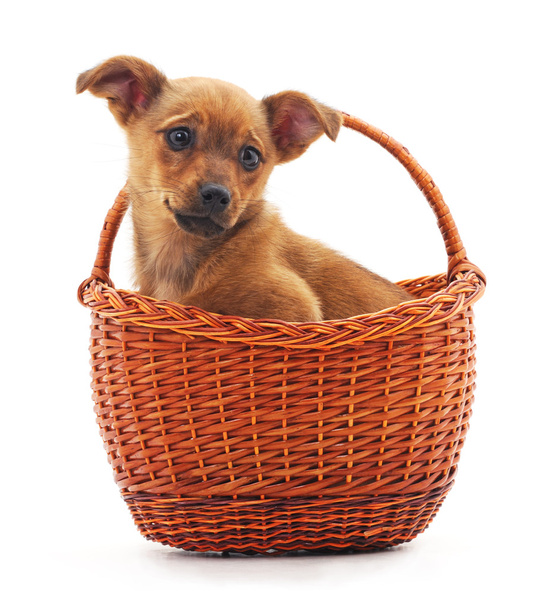 Puppy in a basket. - Photo, image
