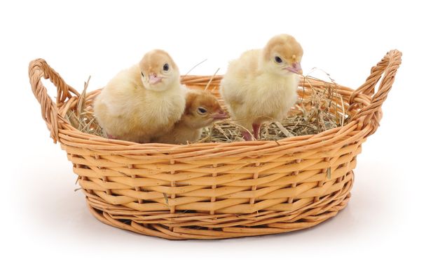 Small turkey poults in basket. - Valokuva, kuva