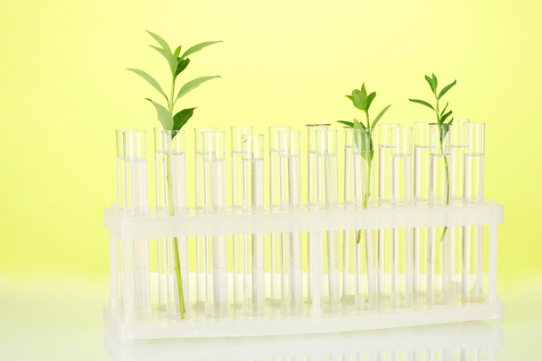 Test-tubes with a transparent solution and the plant on yellow background close-up - Foto, afbeelding