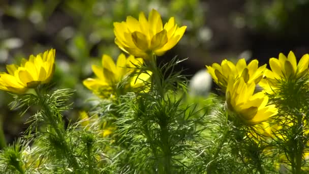 Gelbe Blüten Adonis Frühling im Garten.unter Sonnenlicht - Filmmaterial, Video