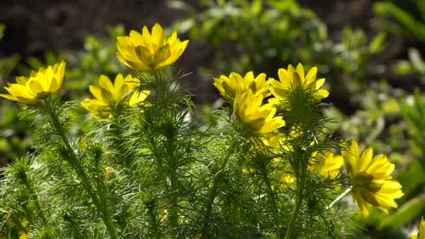 Sárga virágok Adonis tavaszán a Garden.counter napfény - Felvétel, videó