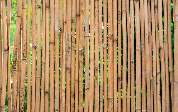 vecchia recinzione foresta di bambù marrone intemperie
 - Foto, immagini