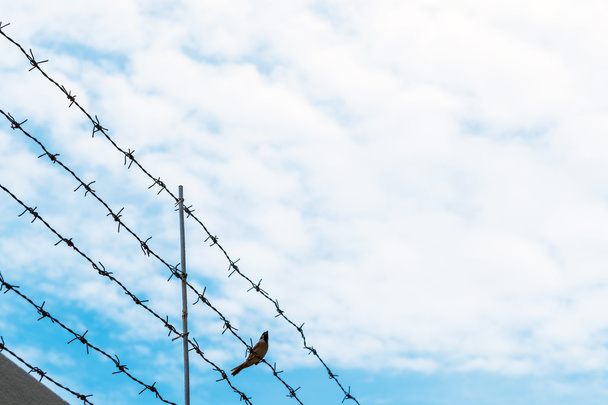 Ptaszek na drut bard z błękitnego nieba, pojęcie wolności i swobody - Zdjęcie, obraz