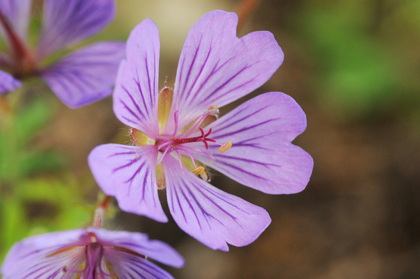ゼラニウム malviflorum、アオイ科の植物の花が咲く鶴ビル - 写真・画像