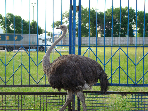 African ostrich is the largest flightless bird - Fotoğraf, Görsel