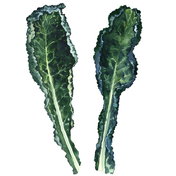 zwei frische Blätter des schwarzen Grünkohls isoliert, Aquarell-Illustration - Foto, Bild
