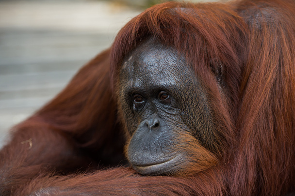 A large red orangutan pensive lying on a wooden platform (Borneo / Kalimantan, Indonesia) - Fotoğraf, Görsel