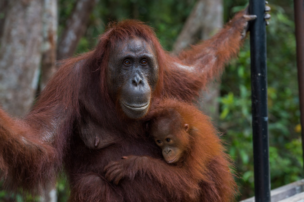 Орангутанга дитини м'яко натискати, його добре мати (Індонезія) - Фото, зображення