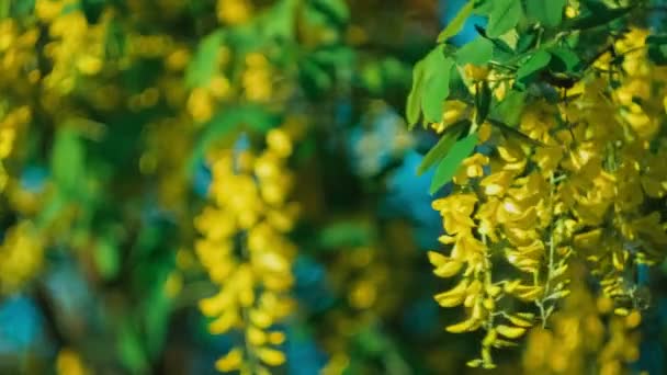 Yellow acacia blossom branch, wind moving the hanging flowers, under evening sunlight - Felvétel, videó