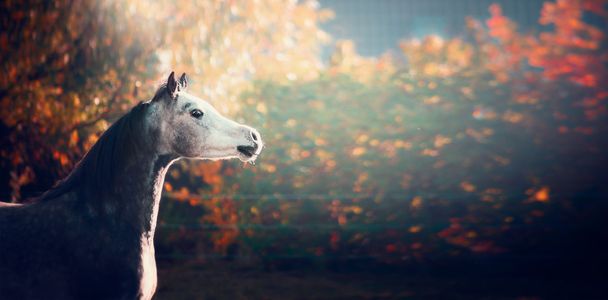 Arabisches Pferd auf Naturhintergrund - Foto, Bild